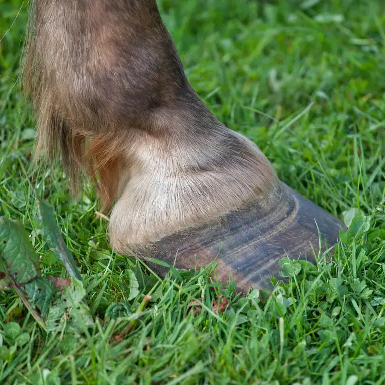 Laminitis